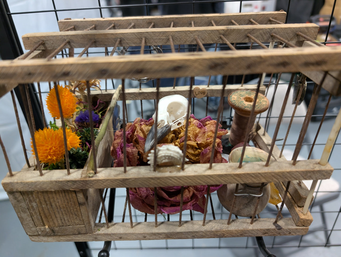Magpie skull in a french bird cage
