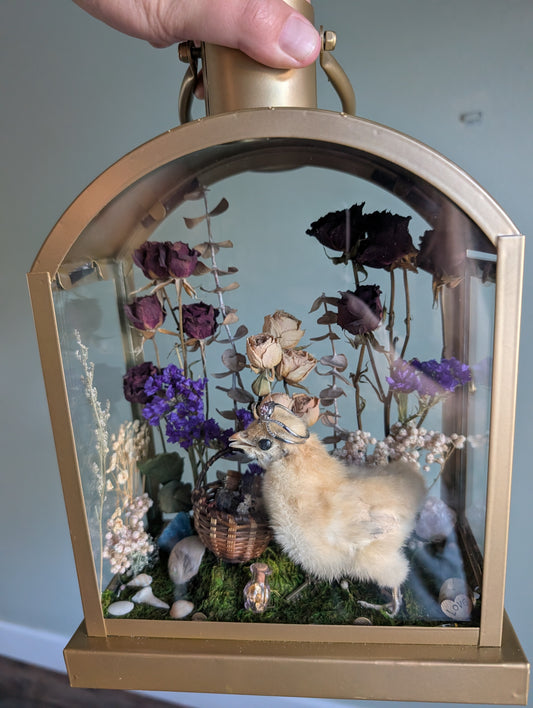 Glorious Chick